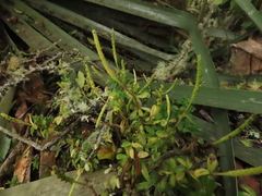 Peperomia microphylla