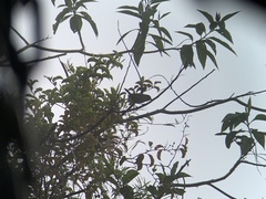 Chlorospingus semifuscus