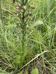 Brachycorythis ovata ovata