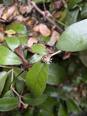 Croton cascarilloides