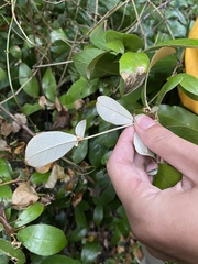 Croton cascarilloides