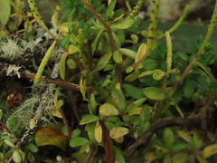 Peperomia microphylla