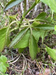 Kalanchoe integra