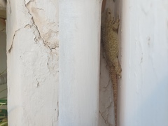 Tarentola mauritanica