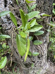 Parsonsia alboflavescens