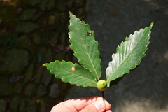 Quercus serrata