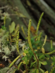 Peperomia microphylla