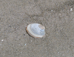 Katelysia rhytiphora