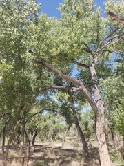 Populus deltoides wislizenii