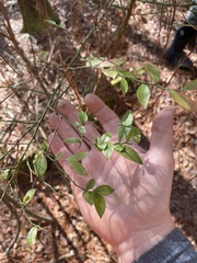 Vaccinium elliottii