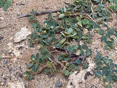 Euphorbia garanbiensis