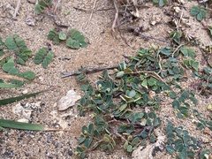 Euphorbia garanbiensis