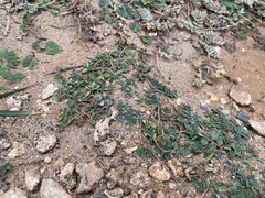 Euphorbia garanbiensis