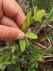 Plutarchia guascensis