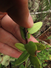 Plutarchia guascensis