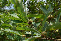 Quercus serrata