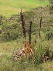 Puya goudotiana
