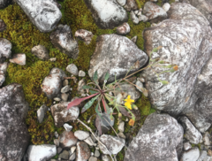 Chondrilla chondrilloides