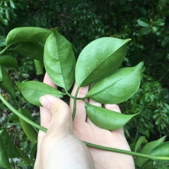 Neoalsomitra clavigera