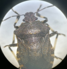 Rhacognathus punctatus