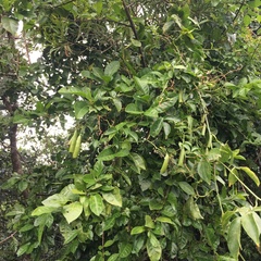 Neoalsomitra clavigera