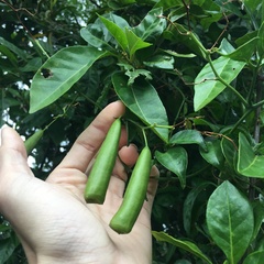 Neoalsomitra clavigera