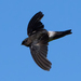 White-rumped Swiftlet - Photo (c) Paul, some rights reserved (CC BY-NC-SA), uploaded by Paul