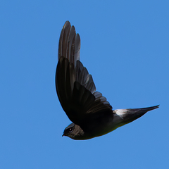 Aerodramus spodiopygius