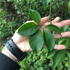 Neoalsomitra clavigera