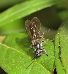Parasphecodes