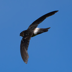 Aerodramus spodiopygius