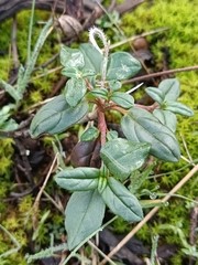 Helianthemum cinereum
