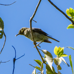 Foulehaio carunculatus