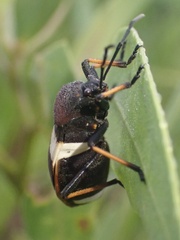 Largus balteatus