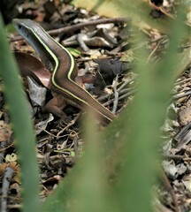 Gerrhosaurus flavigularis
