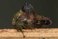 Telamona decorata