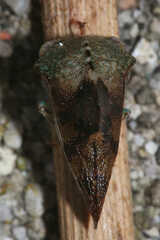 Telamona decorata