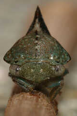Telamona decorata