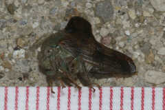 Telamona decorata