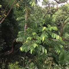 Glochidion philippicum