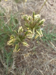 Pelargonium rapaceum