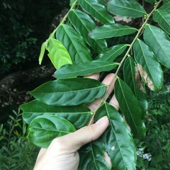 Glochidion philippicum