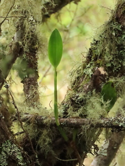 Stelis pittieri