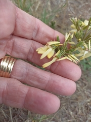 Pelargonium rapaceum