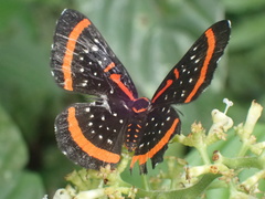 Amarynthis meneria