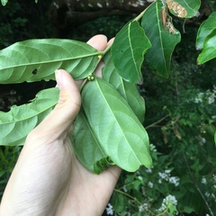 Glochidion philippicum