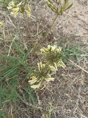 Pelargonium rapaceum