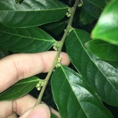 Glochidion philippicum