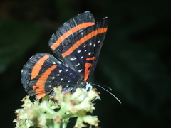Amarynthis meneria