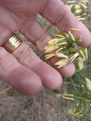 Pelargonium rapaceum
